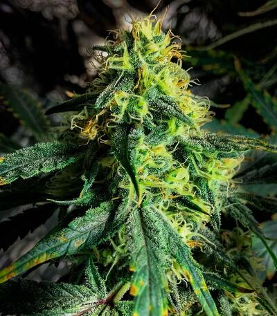 Семена сорта LA Confidential Autoflower fem (Семяныч)