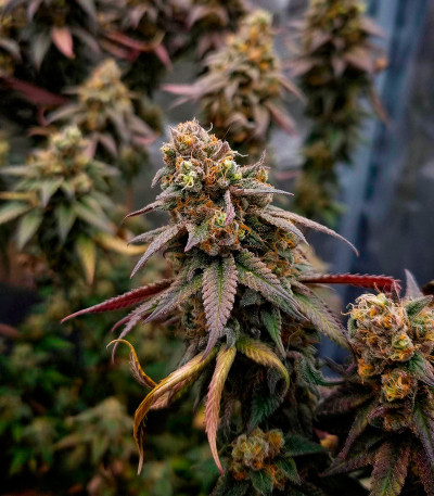 Семена сорта Rainbow Melon fem (FastBuds)