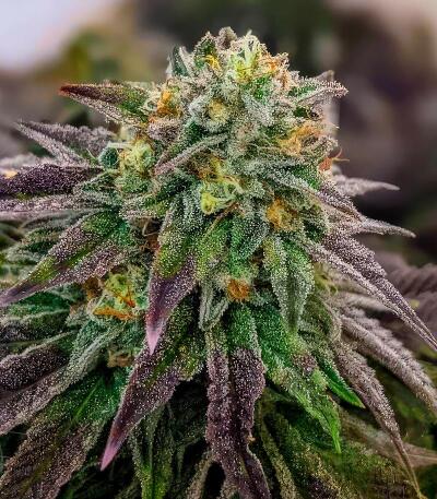 Семена сорта Ultimate Bubba Auto fem (Семяныч)