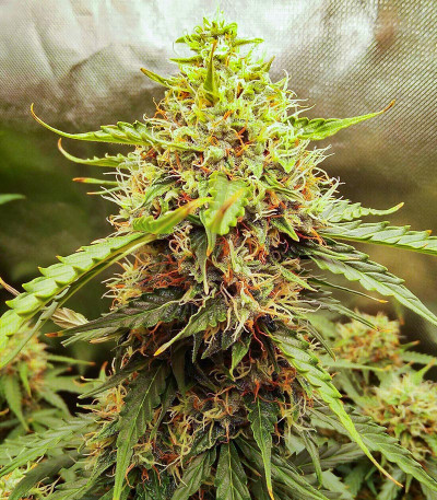 Семена сорта Quarter Pounder Autoflower fem (Easy Grow Seeds)