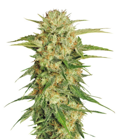 Семена сорта Motavation fem (Serious Seeds)