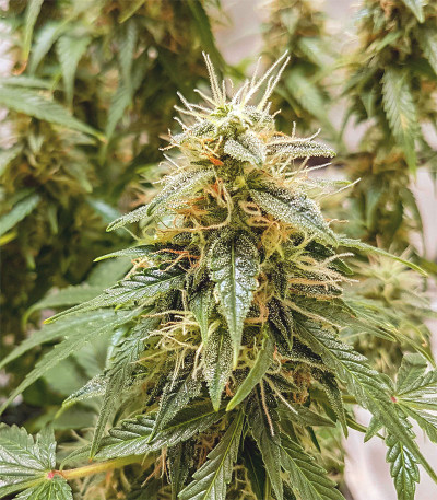 Семена сорта Auto OG Kush fem (Victory Seeds)