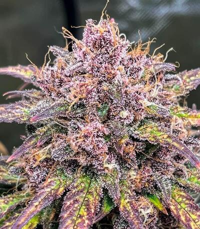 Семена сорта Guava Auto RF3 fem (FastBuds)