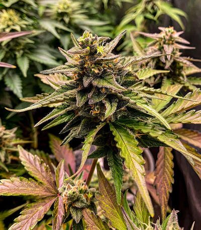 Семена сорта OG Kush Auto fem (Семяныч)