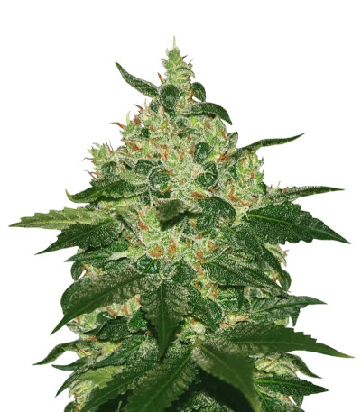 Сорт конопли Afghan Kush reg шишки