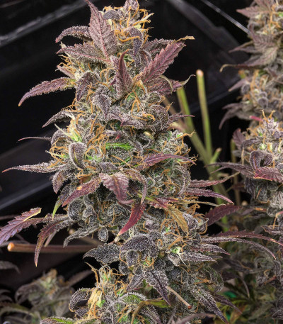 Семена сорта Auto Orange Bud fem (Dutch Passion)