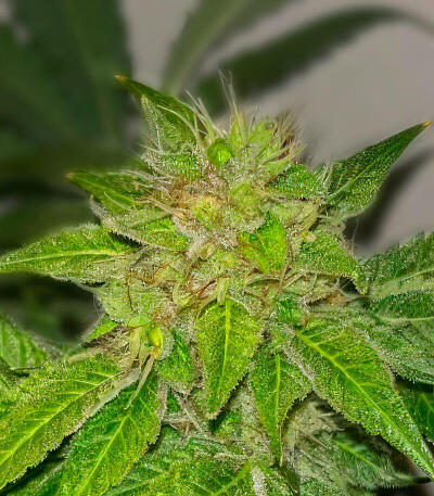 Семена сорта Da Vinci fem (UKHTA)