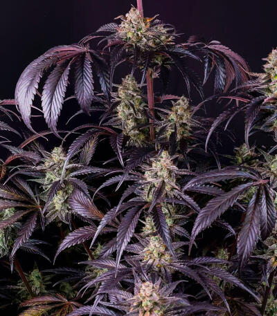 Семена сорта Strawberry Gorilla Auto RF3 fem (FastBuds)