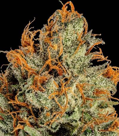 Семена сорта Ultimate Bubba Auto fem (Семяныч)