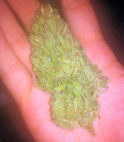 Семена сорта Colombian Gold fem (World of Seeds)