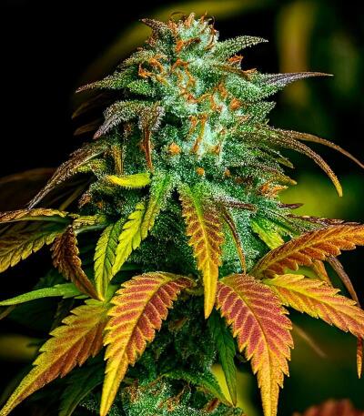 Семена сорта Durban Poison Auto fem (Семяныч)