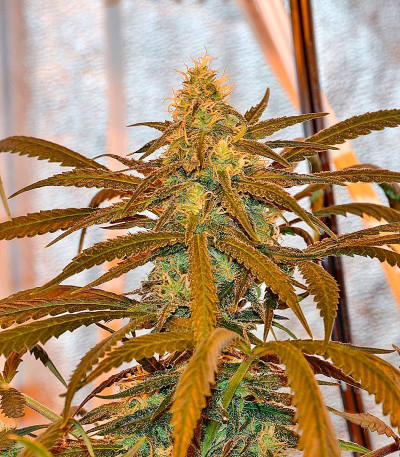 Семена сорта Lemon Cake fem (Heavyweight Seeds)