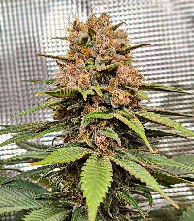 Семена сорта OG Kush Auto fem (Семяныч)