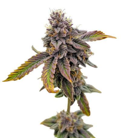 Семена сорта Sticky Sherbert GG fem (Seedkeepers)