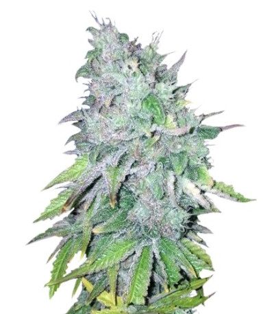 Семена сорта AK 48 reg (Nirvana Seeds)