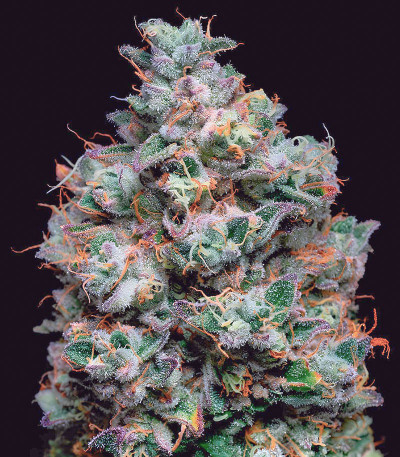 Семена сорта Açai Jelly by Sherbinskis fem