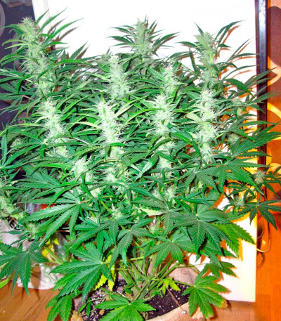 Семена сорта Colombian Gold Ryder Auto fem (Sweet Coffee Ryder auto)