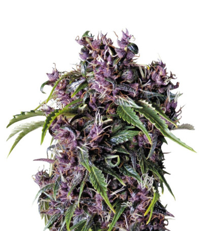 Семена Purple шишки