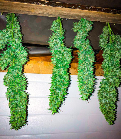 Семена сорта Dr. Grinspoon fem