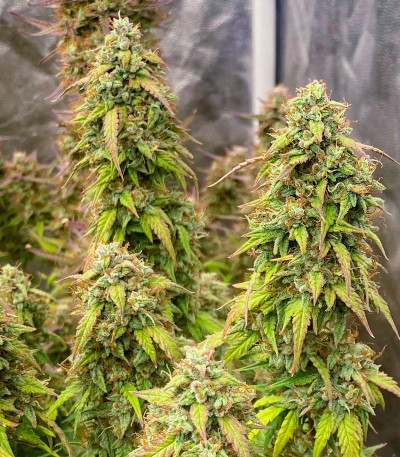 Семена сорта Gelato 2 Auto fem (Семяныч)