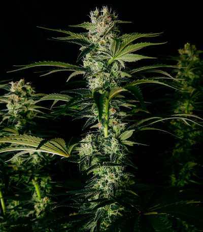 Семена сорта Godzilla Original Glue GG#4 fem (Herbies Seeds)