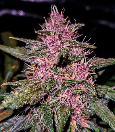 Семена сорта Green Poison Auto fem (Семяныч)