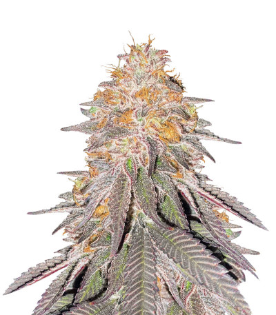 Семена сорта King's Juice (Green House Seeds)