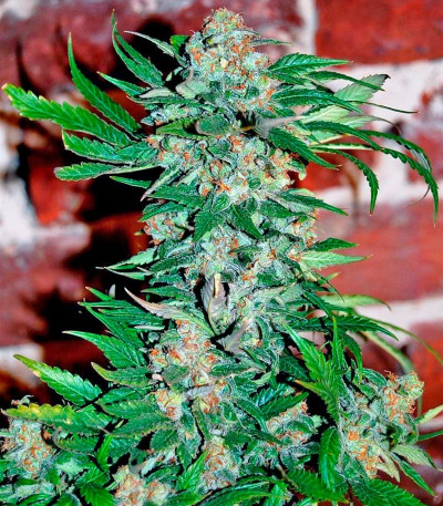 Семена сорта Wild Rose fem (Sweet Seeds)