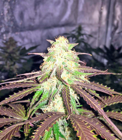 Семена сорта Northern Lights Automatic fem (Nirvana Seeds)