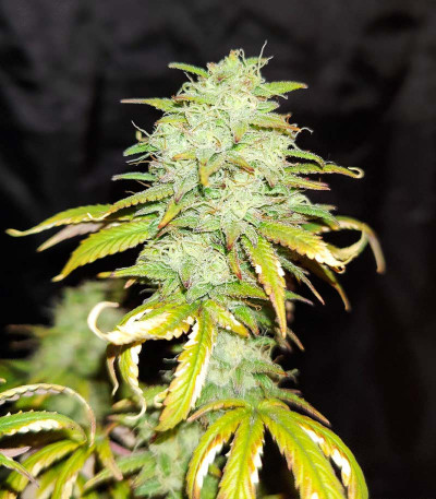 Семена сорта Wedding Cake fem (Barney's Farm)