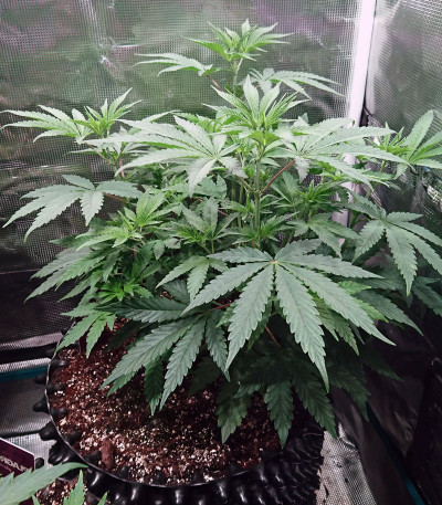 Семена сорта Purple Punch Cookies fem (Original Sensible Seeds)