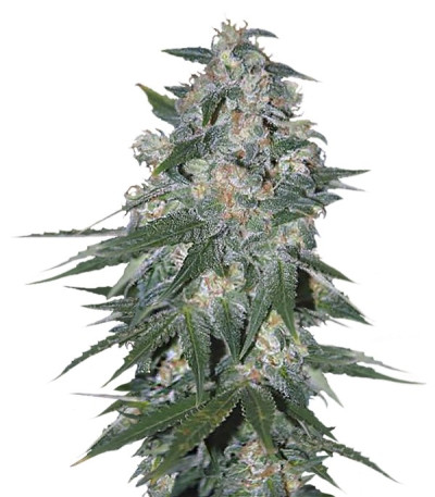 Семена сорта Ketama fem (World of Seeds)