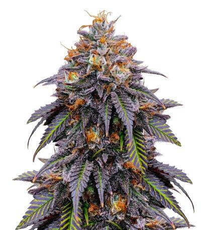 Семена сорта Ultimate Bubba Auto fem (Семяныч)