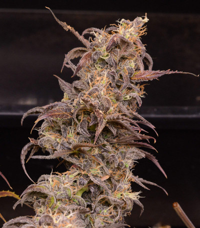 Семена сорта Auto Orange Bud fem (Dutch Passion)