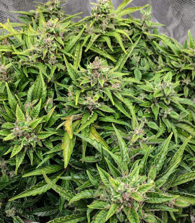 CBD Auto Charlotte’s Angel fem (Dutch Passion)