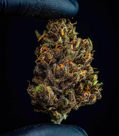Семена сорта Guava Auto RF3 fem (FastBuds)