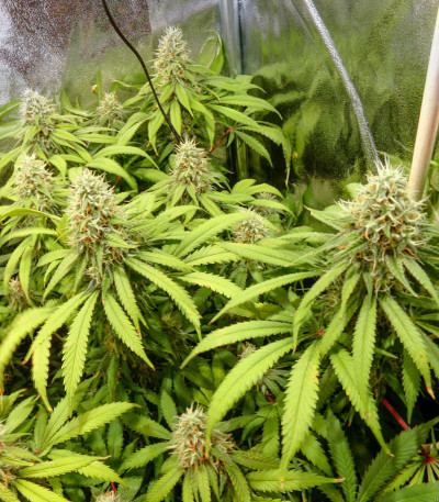 Семена сорта Jägg Kush fem (Delicious Seeds)