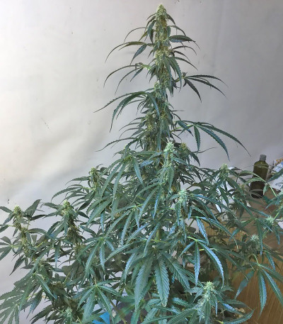 Семена сорта Rock Machine Auto fem (Doctor’s Choice)