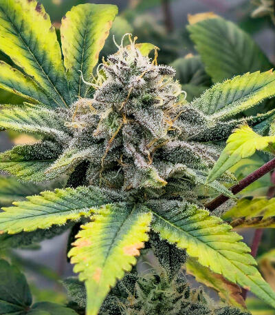 Семена сорта Sticky Sherbert GG fem (Seedkeepers)