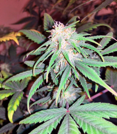 Сорт каннабиса Exodus Cheese Auto