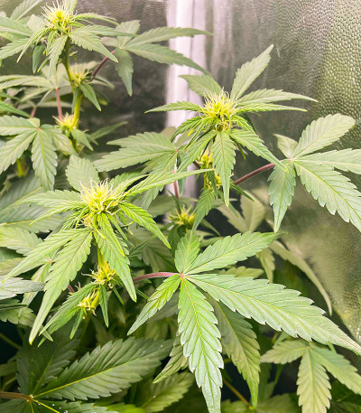 Семена сорта Sweet ZZ Automatic fem (RQS)