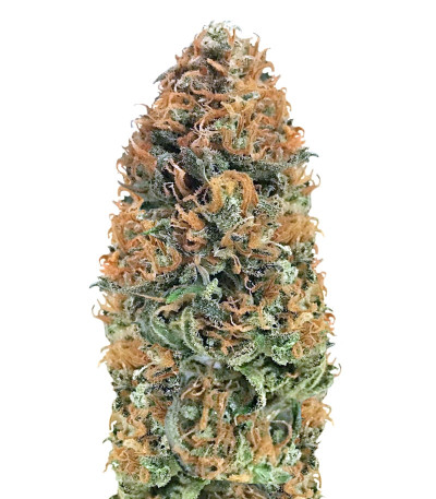 Семена сорта Bubblelicious reg (Nirvana Seeds)