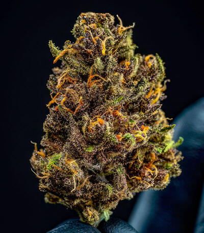 Семена сорта Guava Auto RF3 fem (FastBuds)