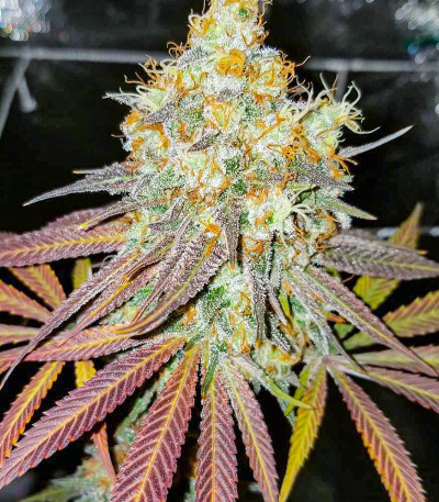 Семена сорта Purple Punch fem (Barney's Farm)