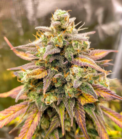 Семена сорта Strawberry Gorilla Auto RF3 fem (FastBuds)