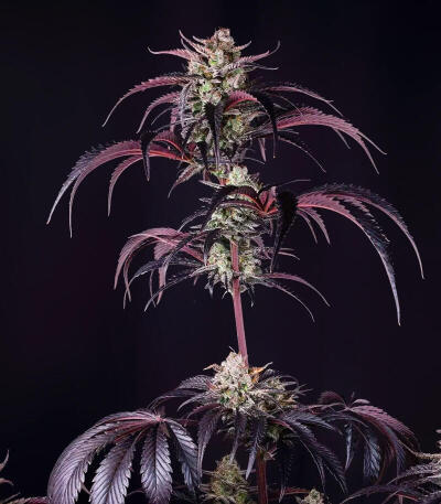 Семена сорта Strawberry Gorilla Auto RF3 fem (FastBuds)
