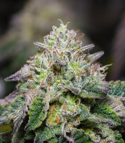 Семена сорта La Bomba fem (Compound Genetics)