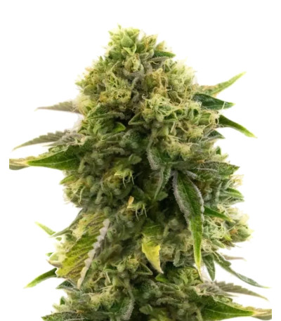 Семена сорта Different Gorilla fem (AlphaFem Seeds)
