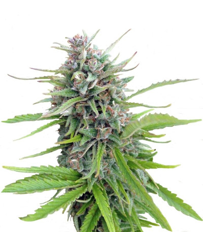 Семена сорта Exodus Cheese fem (Green House Seeds)