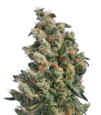 Семена сорта Kushage fem